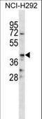 CD86 antibody, LS-C168571, Lifespan Biosciences, Western Blot image 