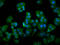 DAZ Associated Protein 2 antibody, LS-C680363, Lifespan Biosciences, Immunofluorescence image 