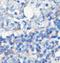 Acyl-CoA Binding Domain Containing 6 antibody, orb77485, Biorbyt, Immunohistochemistry paraffin image 