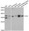 Autophagy Related 3 antibody, A5809, ABclonal Technology, Western Blot image 