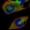 RAN Binding Protein 1 antibody, NBP2-57339, Novus Biologicals, Immunofluorescence image 