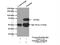 Fukutin antibody, 18276-1-AP, Proteintech Group, Immunoprecipitation image 