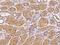 NLR Family CARD Domain Containing 4 antibody, 204716-T08, Sino Biological, Immunohistochemistry paraffin image 