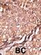 BAI1 Associated Protein 2 antibody, abx033929, Abbexa, Immunohistochemistry frozen image 