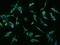 Transmembrane Protein 169 antibody, 205012-T02, Sino Biological, Immunohistochemistry paraffin image 