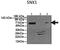 Sorting Nexin 1 antibody, orb331258, Biorbyt, Western Blot image 