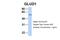 Glutamate dehydrogenase antibody, PA5-69381, Invitrogen Antibodies, Western Blot image 