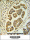 Holocytochrome C Synthase antibody, 64-165, ProSci, Immunohistochemistry paraffin image 