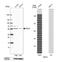 Spermine Oxidase antibody, NBP2-55775, Novus Biologicals, Western Blot image 