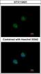 Decapping Exoribonuclease antibody, GTX112421, GeneTex, Immunocytochemistry image 