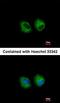 Mitogen-Activated Protein Kinase Kinase 4 antibody, orb14537, Biorbyt, Immunofluorescence image 