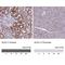 Glycine Decarboxylase antibody, NBP2-38682, Novus Biologicals, Immunohistochemistry paraffin image 