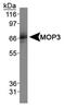 Aryl Hydrocarbon Receptor Nuclear Translocator Like antibody, PA1-46118, Invitrogen Antibodies, Western Blot image 