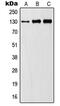 Janus Kinase 1 antibody, MBS821435, MyBioSource, Western Blot image 