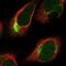 Protein Kinase N2 antibody, NBP2-13766, Novus Biologicals, Immunofluorescence image 