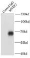 Myelin expression factor 2 antibody, FNab05464, FineTest, Immunoprecipitation image 