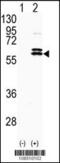 Cyclin Dependent Kinase Like 2 antibody, 62-674, ProSci, Western Blot image 