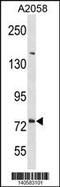 Delta/Notch Like EGF Repeat Containing antibody, 60-557, ProSci, Western Blot image 