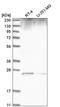 Growth Factor Receptor Bound Protein 2 antibody, HPA030750, Atlas Antibodies, Western Blot image 
