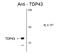 TAR DNA Binding Protein antibody, GTX82580, GeneTex, Western Blot image 