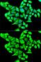 CD22 Molecule antibody, GTX33075, GeneTex, Immunofluorescence image 