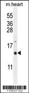 Gonadotropin Releasing Hormone 1 antibody, MBS9206790, MyBioSource, Western Blot image 
