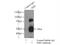 Sonic Hedgehog Signaling Molecule antibody, 20697-1-AP, Proteintech Group, Immunoprecipitation image 