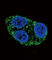 Tyrosinase antibody, abx033343, Abbexa, Western Blot image 