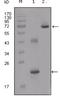 Insulin Like Growth Factor Binding Protein 2 antibody, NBP1-28891, Novus Biologicals, Western Blot image 