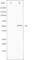 Vitamin D Receptor antibody, abx011289, Abbexa, Western Blot image 