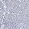 Solute Carrier Family 1 Member 3 antibody, HPA037468, Atlas Antibodies, Immunohistochemistry paraffin image 