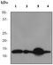 Beta-2-Microglobulin antibody, ab75853, Abcam, Western Blot image 