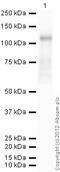 Nuclear Factor Of Activated T Cells 1 antibody, ab2796, Abcam, Western Blot image 