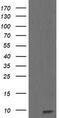 Reactive Oxygen Species Modulator 1 antibody, TA505611S, Origene, Western Blot image 