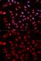 DNA-(apurinic or apyrimidinic site) lyase antibody, GTX35233, GeneTex, Immunofluorescence image 