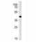 SRY-Box 8 antibody, F44926-0.4ML, NSJ Bioreagents, Western Blot image 