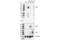 Neurotrophic Receptor Tyrosine Kinase 1 antibody, 30697S, Cell Signaling Technology, Western Blot image 