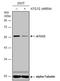 Autophagy Related 12 antibody, NBP2-43752, Novus Biologicals, Western Blot image 