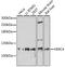 HECT And RLD Domain Containing E3 Ubiquitin Protein Ligase 4 antibody, 16-934, ProSci, Western Blot image 