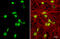 C-X-C Motif Chemokine Ligand 12 antibody, GTX116092, GeneTex, Immunocytochemistry image 
