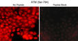 ATM Serine/Threonine Kinase antibody, AP3631, ECM Biosciences, Immunocytochemistry image 