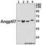 Angiopoietin-related protein 7 antibody, A11067-2, Boster Biological Technology, Western Blot image 