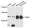 Thrombomodulin antibody, STJ25842, St John