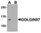 Golgin A1 antibody, A13524, Boster Biological Technology, Western Blot image 