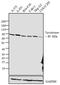 TYRO antibody, 35-6000, Invitrogen Antibodies, Western Blot image 