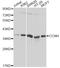 Cyclin H antibody, A0995, ABclonal Technology, Western Blot image 