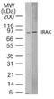 Interleukin 1 Receptor Associated Kinase 1 antibody, NB100-56699, Novus Biologicals, Western Blot image 