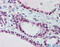 Far upstream element-binding protein 3 antibody, 26-610, ProSci, Immunohistochemistry paraffin image 