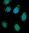 Dystrobrevin Alpha antibody, PA5-35120, Invitrogen Antibodies, Immunofluorescence image 