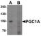 PPARG Coactivator 1 Alpha antibody, PA5-38022, Invitrogen Antibodies, Western Blot image 